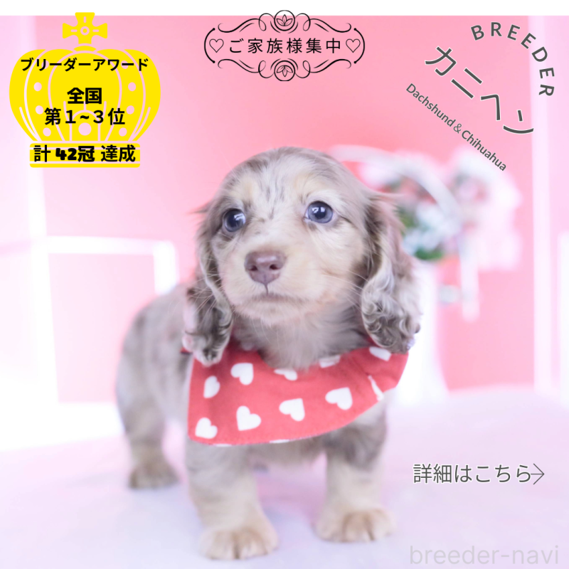 販売中の愛知県のカニンヘンダックスフンド(ロングヘアード)-440887