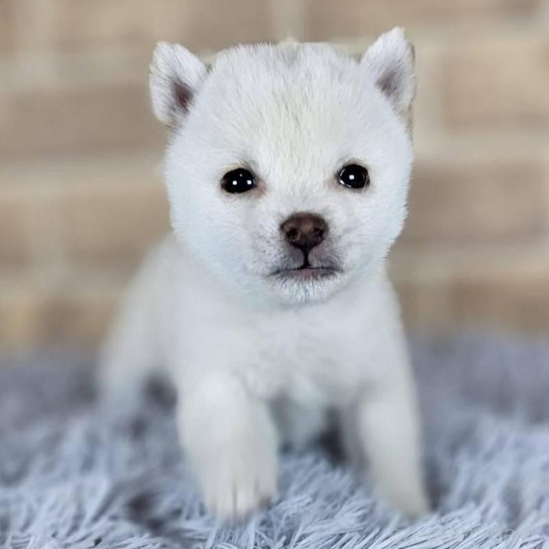 販売中の和歌山県の豆柴-443560の4枚目