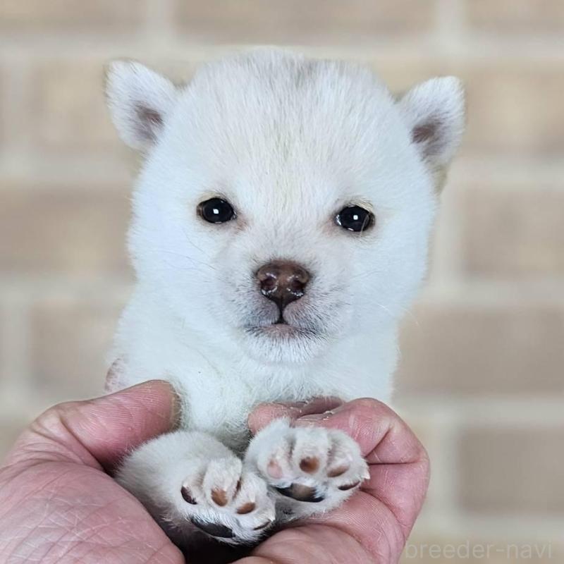 販売中の和歌山県の豆柴-443560の2枚目