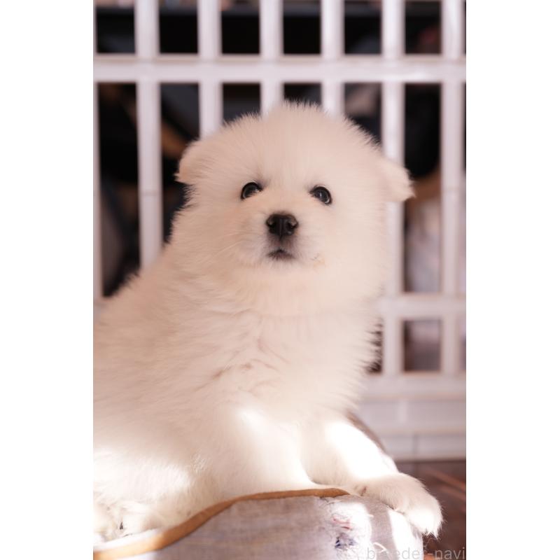 成約済の群馬県のサモエド-440411の6枚目