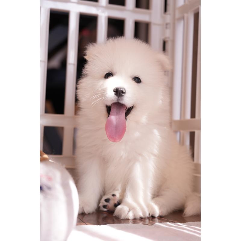 成約済の群馬県のサモエド-440411の5枚目