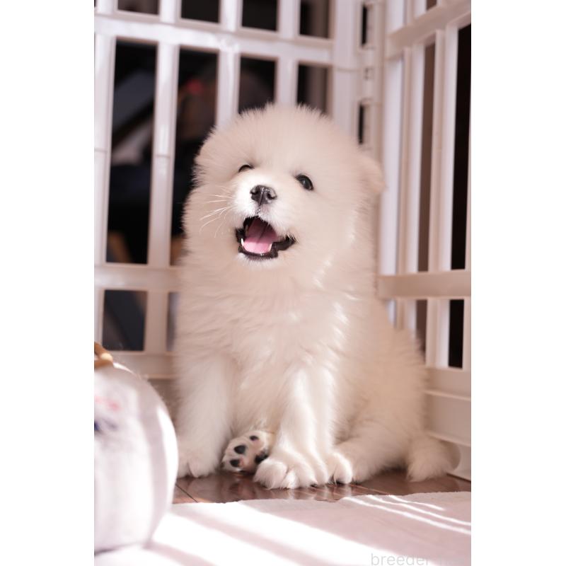 成約済の群馬県のサモエド-440411の4枚目