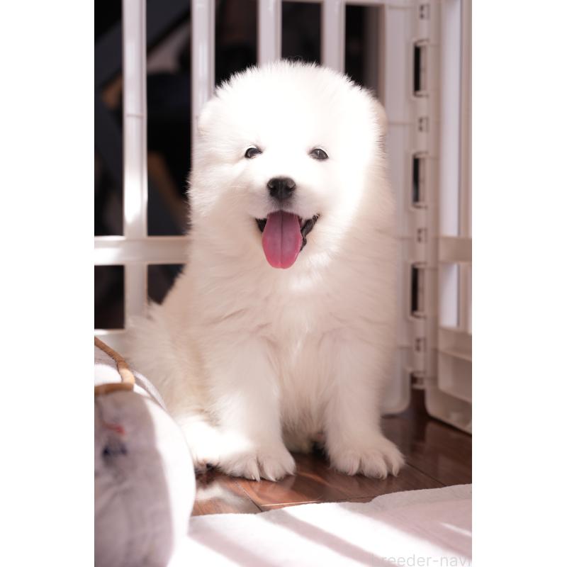 成約済の群馬県のサモエド-440411の2枚目