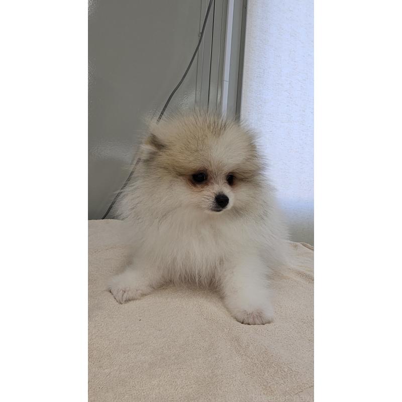 販売中の埼玉県のポメラニアン-442894の2枚目