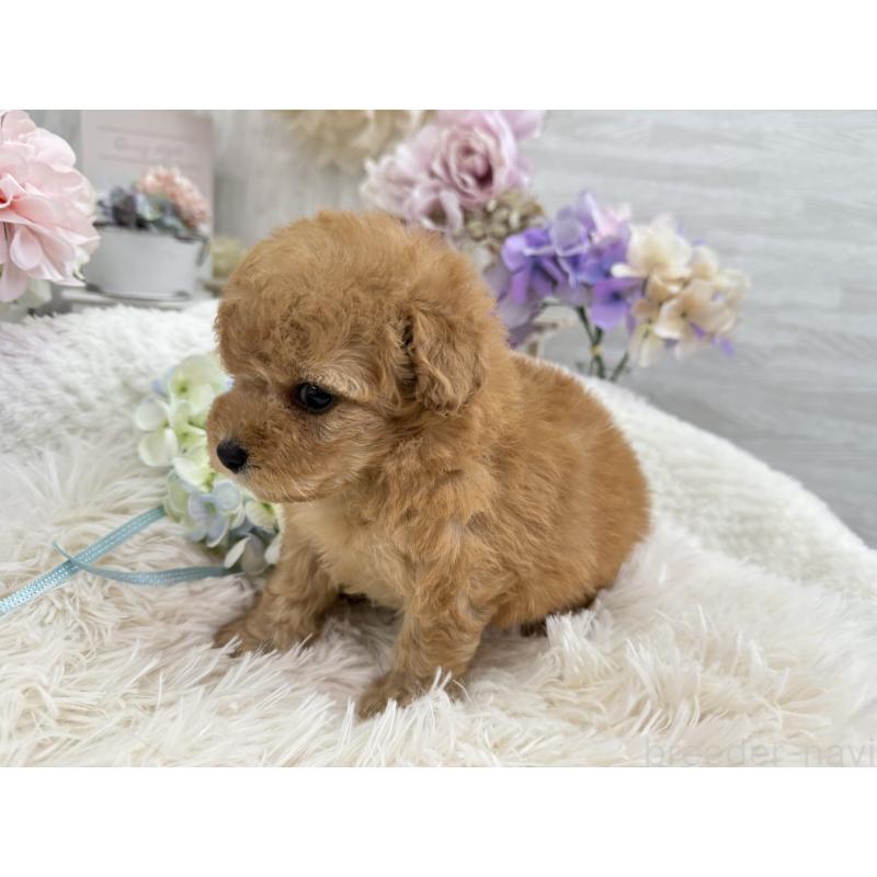 販売中の京都府のトイプードル-443563の10枚目