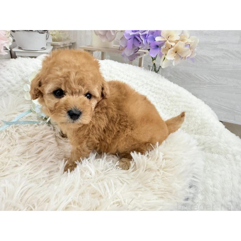 販売中の京都府のトイプードル-443563の9枚目