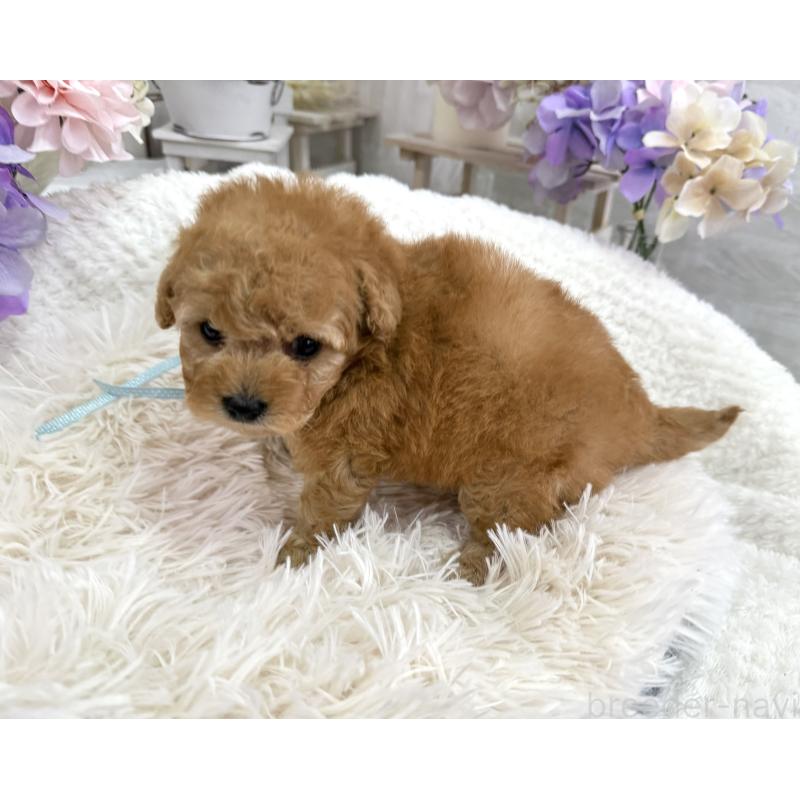 販売中の京都府のトイプードル-443563の8枚目