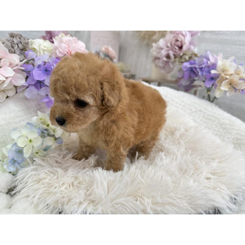 販売中の京都府のトイプードル-443563の6枚目