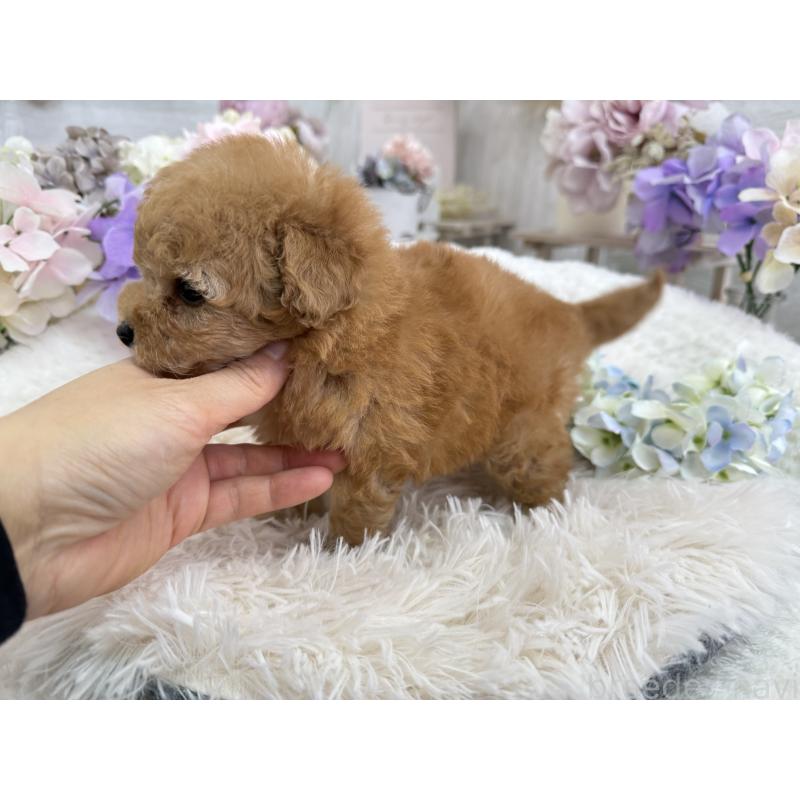 販売中の京都府のトイプードル-443563の5枚目