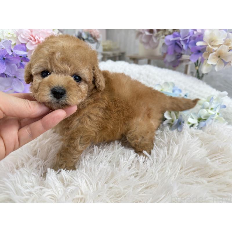 販売中の京都府のトイプードル-443563の4枚目