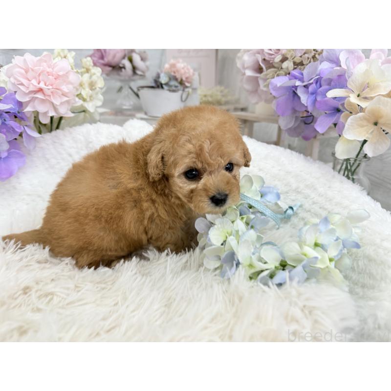 販売中の京都府のトイプードル-443563の3枚目