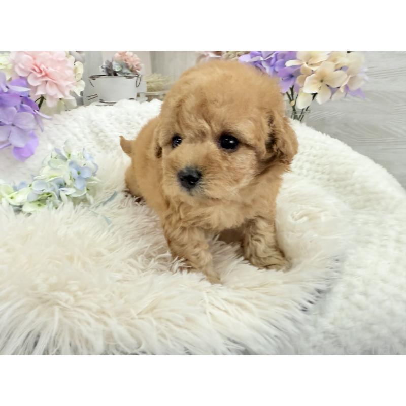 販売中の京都府のトイプードル-443563の2枚目