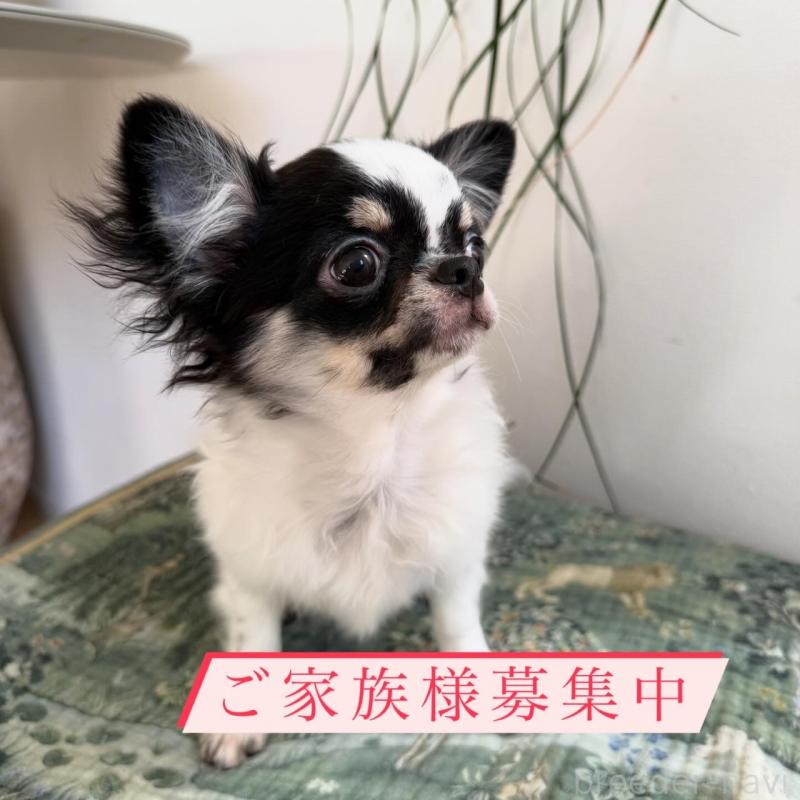 販売中の東京都のチワワ(ロングコート)-425320の1枚目