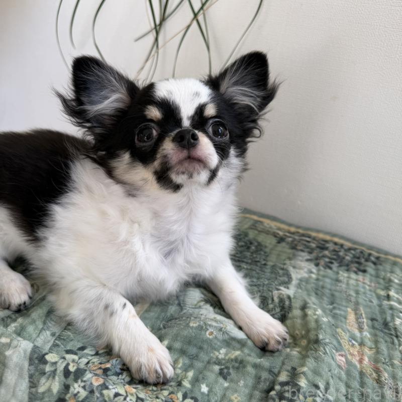 販売中の東京都のチワワ(ロングコート)-425320の6枚目