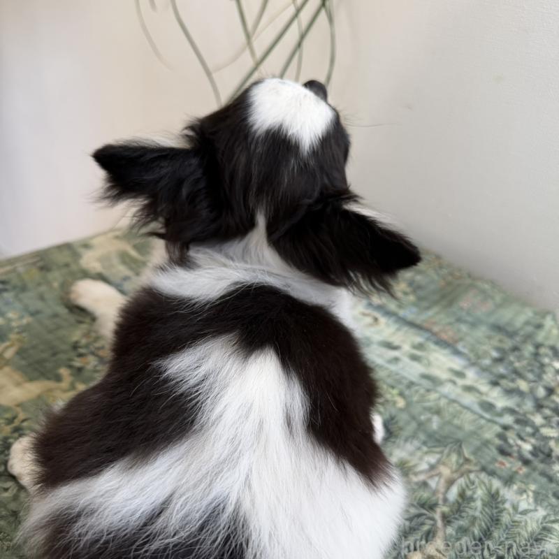 販売中の東京都のチワワ(ロングコート)-425320の5枚目