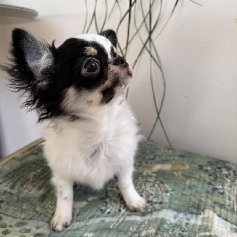 販売中の東京都のチワワ(ロングコート)-425320の4枚目