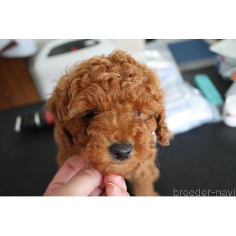 販売中の北海道のトイプードル-431107の7枚目