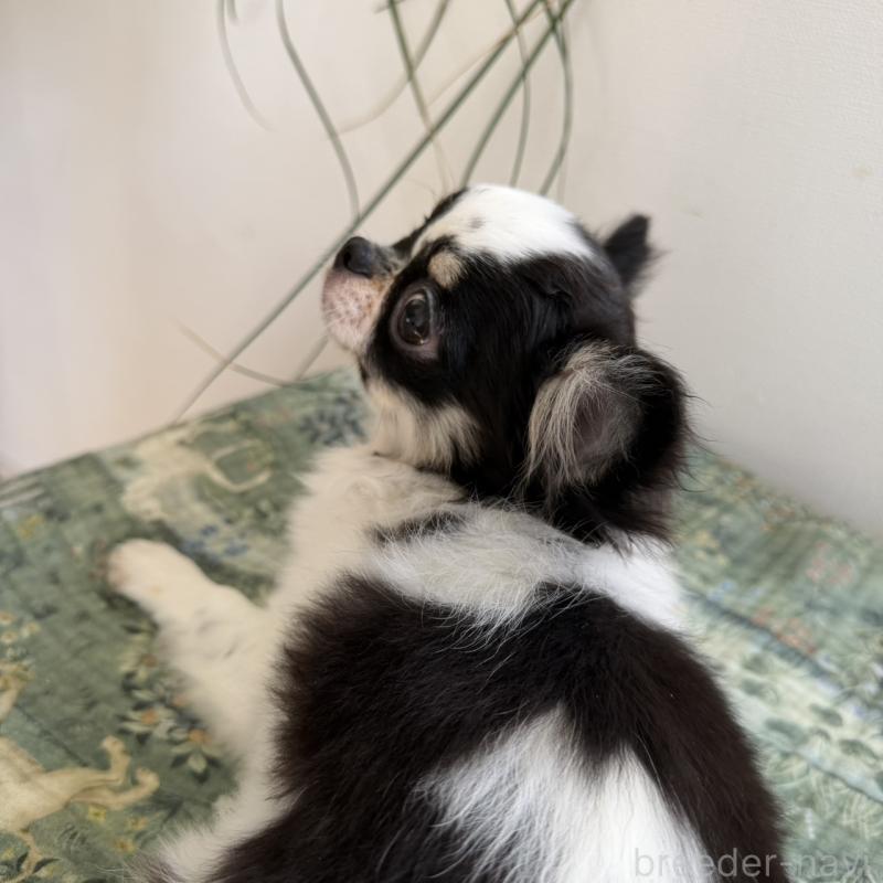 販売中の東京都のチワワ(ロングコート)-425320の3枚目