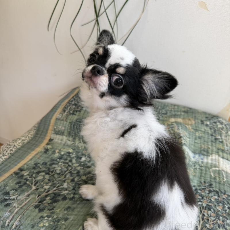 販売中の東京都のチワワ(ロングコート)-425320の2枚目