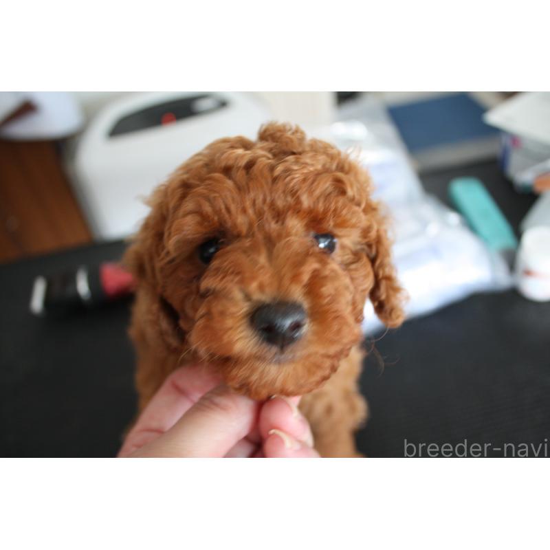 販売中の北海道のトイプードル-431107の6枚目