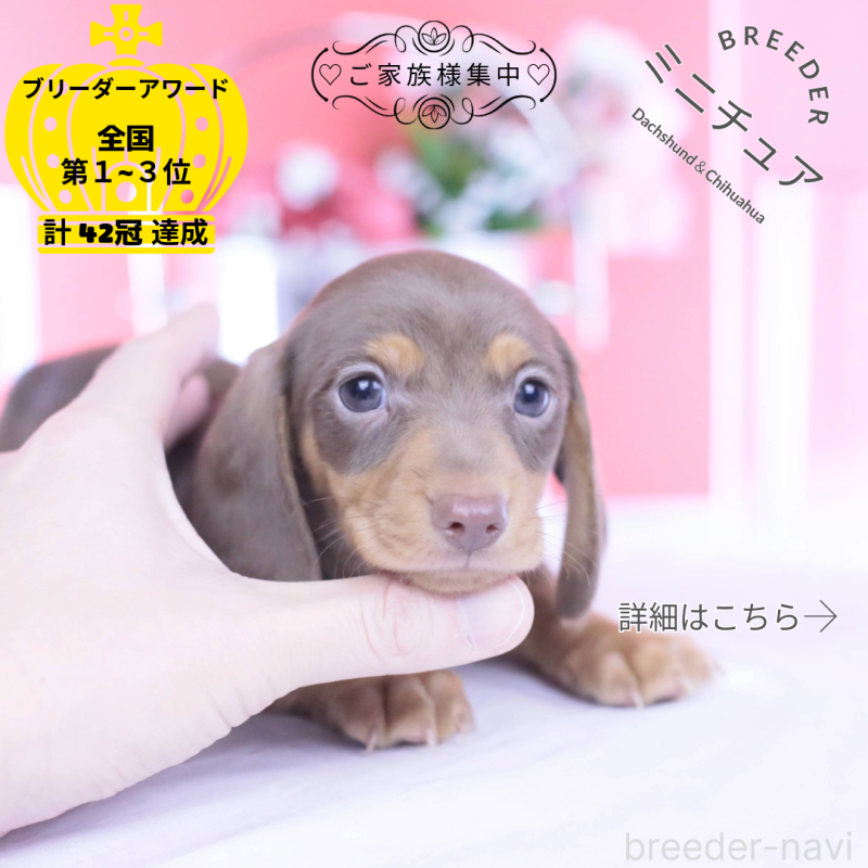 販売中の愛知県のミニチュアダックスフンド(スムースヘアード)-440922