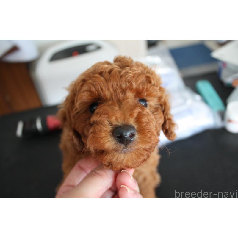 販売中の北海道のトイプードル-431107の5枚目