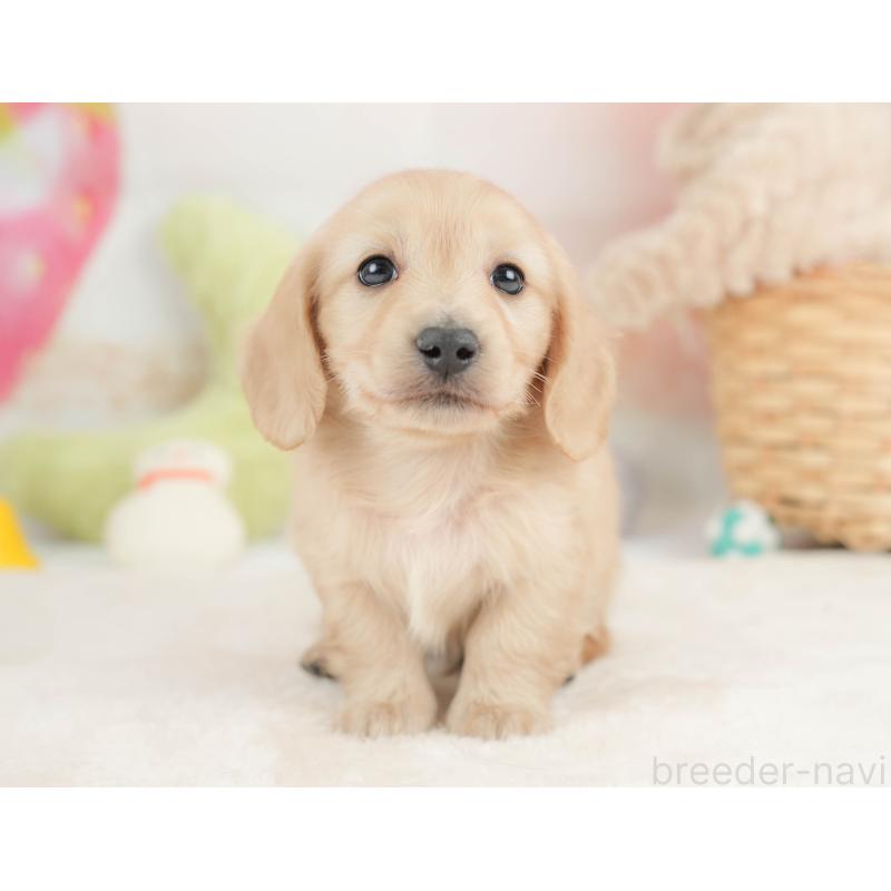 販売中の栃木県のカニンヘンダックスフンド(ロングヘアード)-443564