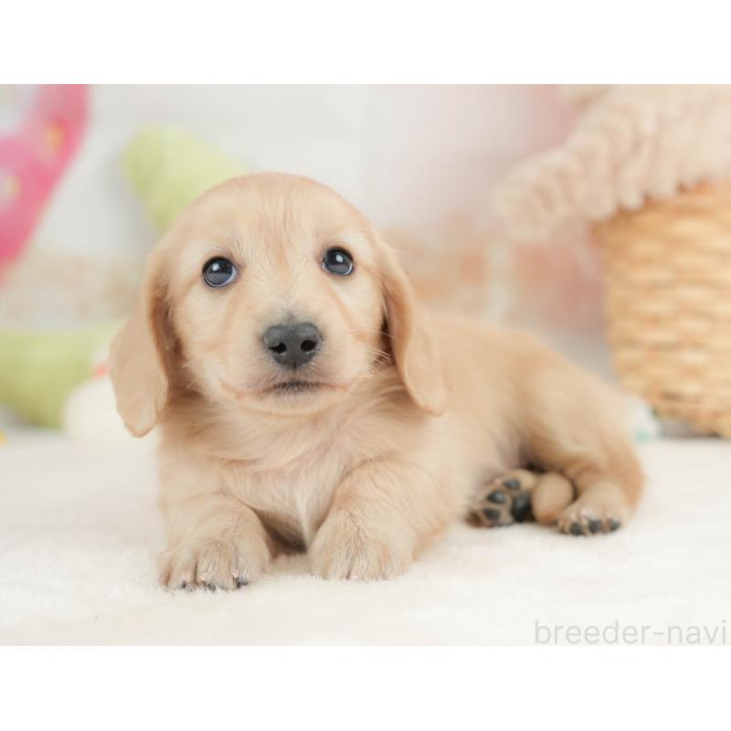 販売中の栃木県のカニンヘンダックスフンド(ロングヘアード)-443564の10枚目