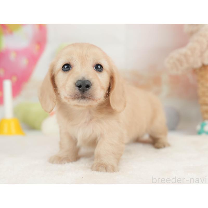 販売中の栃木県のカニンヘンダックスフンド(ロングヘアード)-443564の9枚目