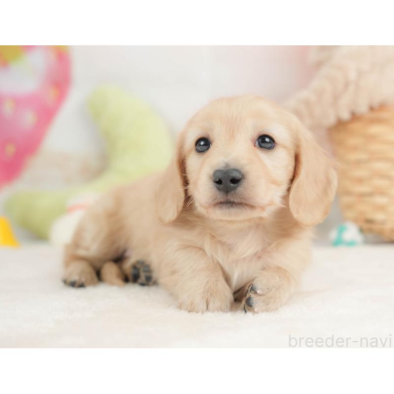 販売中の栃木県のカニンヘンダックスフンド(ロングヘアード)-443564の8枚目