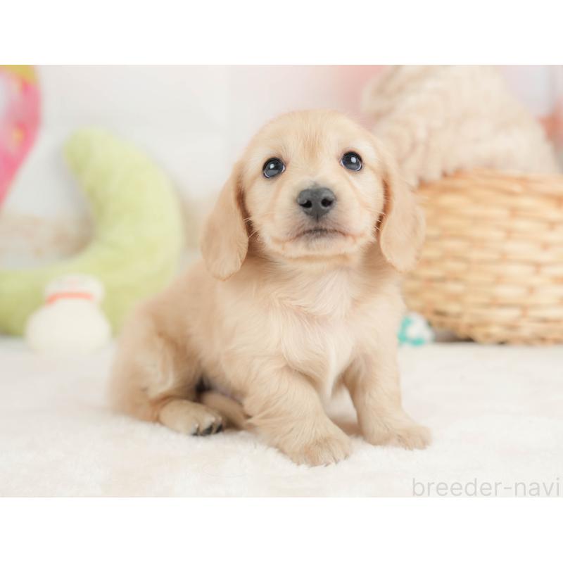 販売中の栃木県のカニンヘンダックスフンド(ロングヘアード)-443564の7枚目