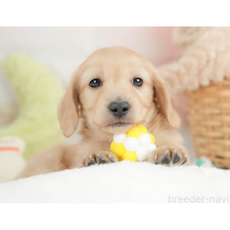 販売中の栃木県のカニンヘンダックスフンド(ロングヘアード)-443564の6枚目