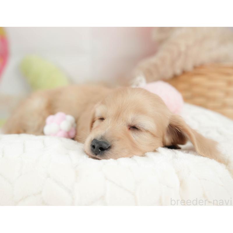 販売中の栃木県のカニンヘンダックスフンド(ロングヘアード)-443564の5枚目