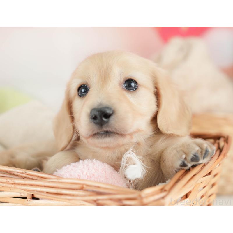 販売中の栃木県のカニンヘンダックスフンド(ロングヘアード)-443564の4枚目