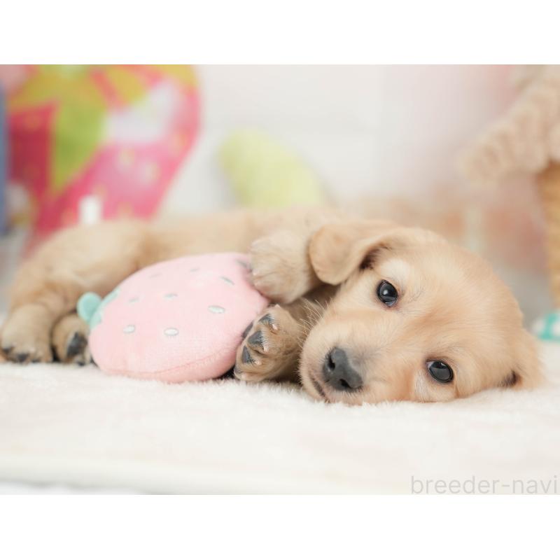 販売中の栃木県のカニンヘンダックスフンド(ロングヘアード)-443564の3枚目