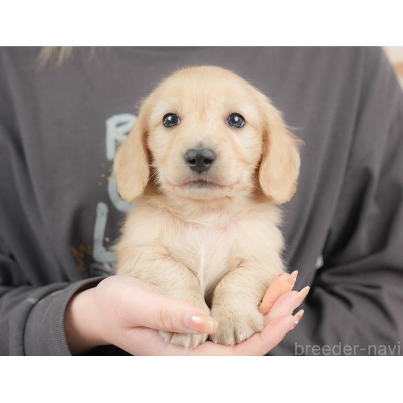 販売中の栃木県のカニンヘンダックスフンド(ロングヘアード)-443564の2枚目