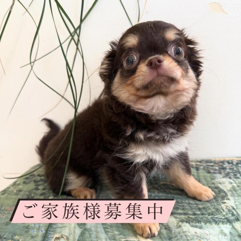 販売中の東京都のチワワ(ロングコート)-437471