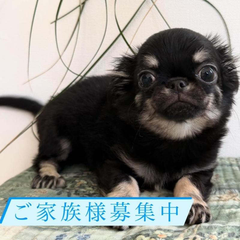 販売中の東京都のチワワ(ロングコート)-437464