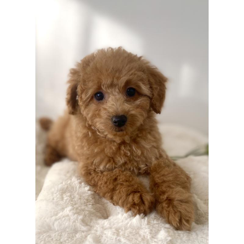 販売中の静岡県のトイプードル-443568の4枚目