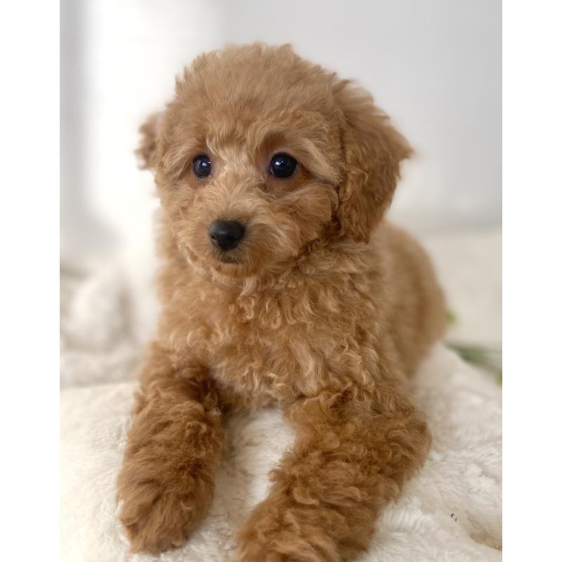 販売中の静岡県のトイプードル-443568の3枚目