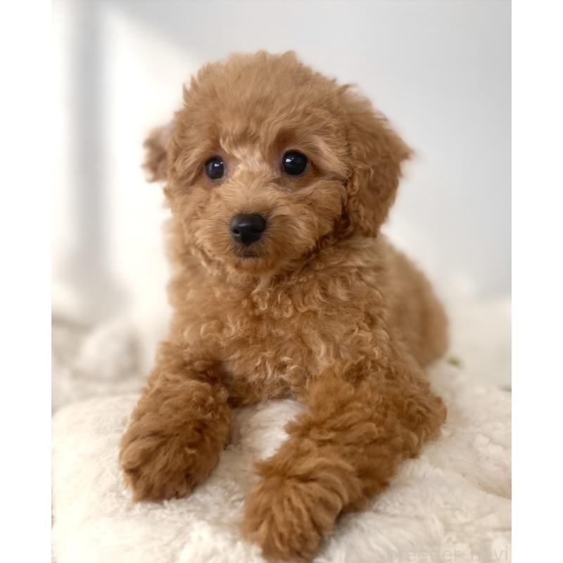 販売中の静岡県のトイプードル-443568の2枚目