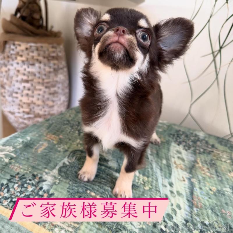 販売中の東京都のチワワ(ロングコート)-431776