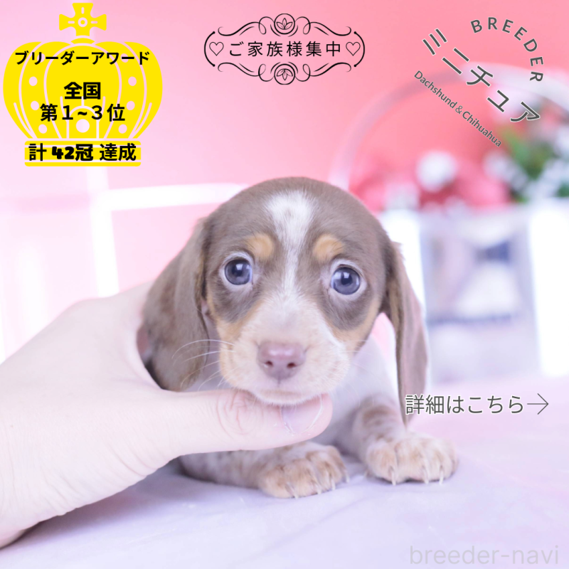 販売中の愛知県のミニチュアダックスフンド(スムースヘアード)-440924