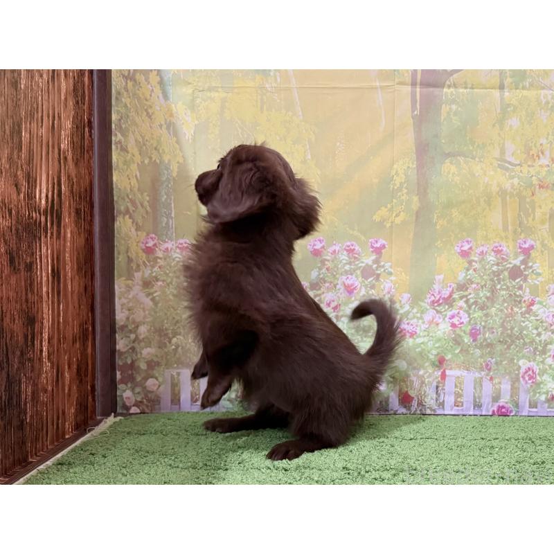 販売中の埼玉県のミックス犬-434403の3枚目