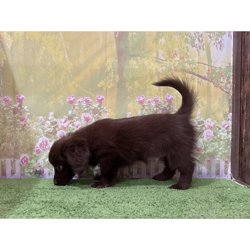 販売中の埼玉県のミックス犬-434403の2枚目