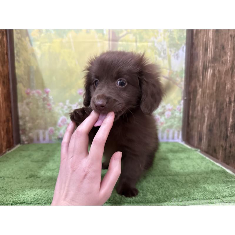 販売中の埼玉県のミックス犬-434871の4枚目