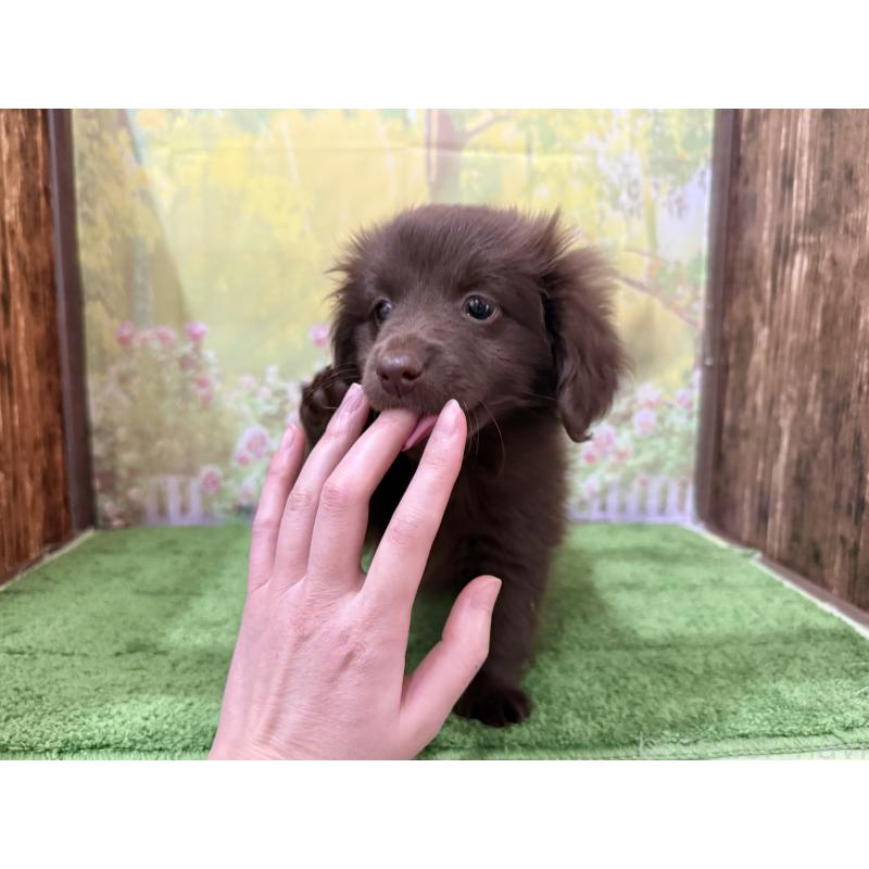 販売中の埼玉県のミックス犬-434871の3枚目