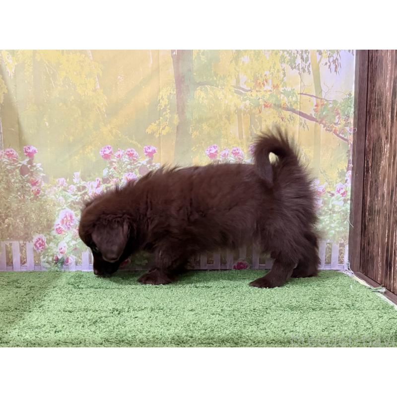 販売中の埼玉県のミックス犬-434871の2枚目