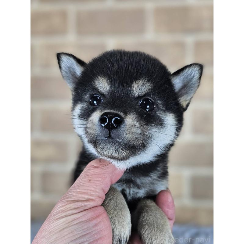 販売中の和歌山県の豆柴-443570の6枚目