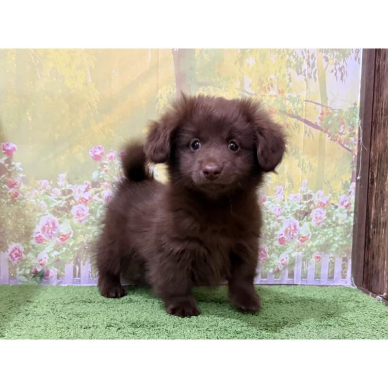 販売中の埼玉県のミックス犬-434872の2枚目